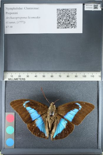Media type: image;   Entomology 163535